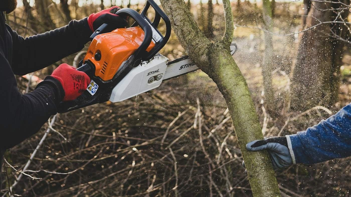 Tronçonnage d'un arbre lors d'un élagage